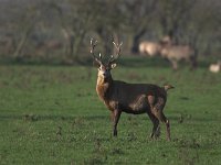 Cervus elaphus 11, Edelhert, male, Saxifraga-Luc Hoogenstein