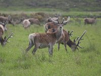 Cervus elaphus 112, Edelhert, Saxifraga-Kees van Berkel