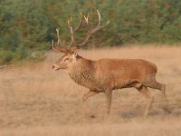 Cervus elaphus 115, Edelhert, Saxifraga-Luuk Vermeer