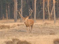 Cervus elaphus 128, Edelhert, Saxifraga-Luuk Vermeer