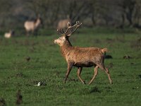 Cervus elaphus 13, Edelhert, male, Saxifraga-Luc Hoogenstein