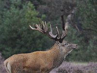 Cervus elaphus 130, Edelhert, Saxifraga-Luuk Vermeer