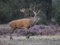 Cervus elaphus 134, Edelhert, Saxifraga-Luuk Vermeer