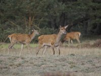 Cervus elaphus 139, Edelhert, Saxifraga-Luuk Vermeer