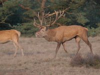 Cervus elaphus 156, Edelhert, Saxifraga-Luuk Vermeer