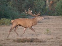 Cervus elaphus 170, Edelhert, Saxifraga-Luuk Vermeer