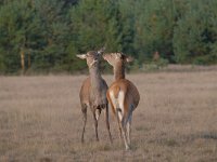 Cervus elaphus 172, Edelhert, Saxifraga-Luuk Vermeer