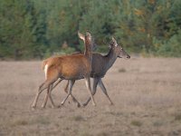 Cervus elaphus 173, Edelhert, Saxifraga-Luuk Vermeer