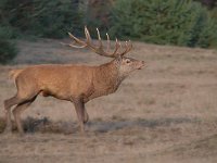 Cervus elaphus 180, Edelhert, Saxifraga-Luuk Vermeer