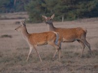 Cervus elaphus 185, Edelhert, Saxifraga-Luuk Vermeer