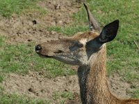 Cervus elaphus 2, Edelhert, Saxifraga-Jan van der Straaten