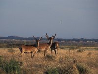 Cervus elaphus 20, Edelhert, Saxifraga-Rob Felix