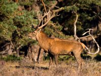 Cervus elaphus 26, Edelhert, Saxifraga-Bart Vastenhouw