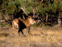 Cervus elaphus 32, Edelhert, Saxifraga-Bart Vastenhouw