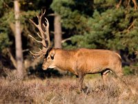 Cervus elaphus 35, Edelhert, Saxifraga-Bart Vastenhouw