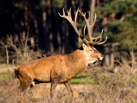 Cervus elaphus 45, Edelhert, Saxifraga-Bart Vastenhouw