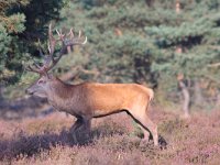 Edelhert  Edelhert Hoge Veluwe : Cervus elaphus