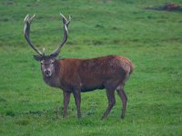 Cervus elaphus 56, Edelhert, Saxifraga-Jan Nijendijk