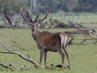 Cervus elaphus 77, Edelhert, Saxifraga-Mark Zekhuis