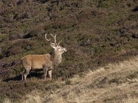 Cervus elaphus 93, Edelhert, Saxifraga-Mark Zekhuis