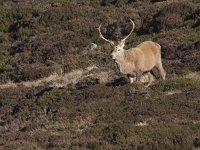 Cervus elaphus 94, Edelhert, Saxifraga-Mark Zekhuis