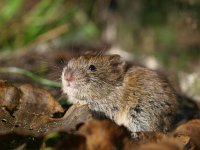 Clethrionomys glareolus 13, Rosse woelmuis, Saxifraga-Rudmer Zwerver