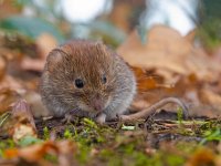 Bank vole hiding between the leaves  Bank vole (Clethrionomys glareolus) hiding between the leaves : Clethrionomys, Clethrionomys glareolus, Netherlands, animal, bank vole, brown, cute, ears, environment, european, fauna, floor, forest, forest floor, green, habitat, holland, leaf, litter, macro, mammal, moss, mouse, natural, nature, rodent, sitting, small, stick, vole, watching, wild, wildlife, wood