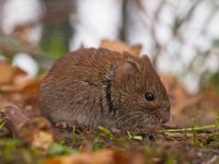 Bank vole sideview  Bank vole (Clethrionomys glareolus) seen from the side : Clethrionomys, Clethrionomys glareolus, Netherlands, animal, bank vole, brown, cute, ears, environment, european, fauna, floor, forest, forest floor, green, habitat, holland, leaf, litter, macro, mammal, moss, mouse, natural, nature, rodent, sitting, small, stick, vole, watching, wild, wildlife, wood