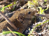 Clethrionomys glareolus 9, Rosse woelmuis, Saxifraga-Rudmer Zwerver