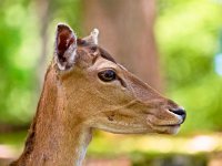 Head of a fallow deer  Head of a fallow deer (Dama dama) in its natural habitat : Dama, animal, beautiful, brown, cervidae, cervinae, common, curious, cute, deer, doe, environment, expression, fallow, fauna, fawn, forest, habitat, head, looking, mammal, melanistic, menil, mottles, natural, nature, portrait, small, spots, standing, wild, wilderness, wildlife, wood, woods, young