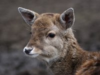 Damhert jong #01 : Dama dama, Fallow Deer, Damhert, juveniel