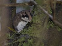 Eliomys quercinus 4, Eikelmuis, Saxifraga-Mark Zekhuis