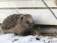 Egel, European Hedgehog  Egel, European Hedgehog : Nederland, Hedgehog, dier, Egel, European Hedgehog, young, mammalia, Common, city, mannetje, sneeuw, stadsnatuur, garden, wakker, male, city nature, stekels, jong, natuur, algemeen, nature, animal, snow, mammal, zoogdier, Utrecht, winter, awake, stad, Erinaceus europaeus, tuin, the Netherlands, uit winterslaap