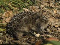 Erinaceus europaeus 2, Egel, Saxifraga-Jan van der Straaten