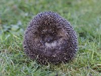 Erinaceus europaeus 24, Egel, Saxifraga-Mark Zekhuis