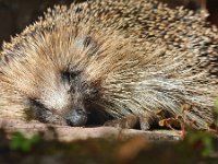 Erinaceus europaeus 37, Egel, Saxifraga-Tom Heijnen