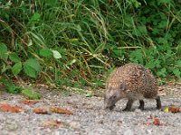 Erinaceus europaeus 38, Egel, Saxifraga-Tom Heijnen