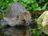 Erinaceus europaeus 40, Egel, Saxifraga-Tom Heijnen