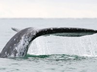 Eschrichtius robustus, 10, Grijze walvis, Saxifraga-Bart Vastenhouw