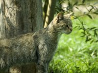 Felis silvestris 8, Wilde kat, Saxifraga-Jan van der Straaten