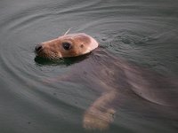 Halichoerus grypus 116, Grijze zeehond, Saxifraga-Bart Vastenhouw