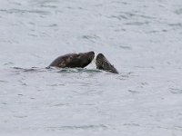 Halichoerus grypus 121, Grijze zeehond, Saxifraga-Bart Vastenhouw