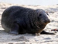 Halichoerus grypus 139, Grijze zeehond, Saxifraga-Bart Vastenhouw