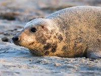 Halichoerus grypus 144, Grijze zeehond, Saxifraga-Bart Vastenhouw