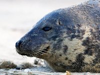 Halichoerus grypus 147, Grijze zeehond, Saxifraga-Bart Vastenhouw