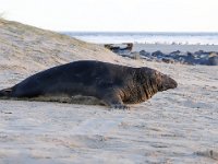 Halichoerus grypus 151, Grijze zeehond, Saxifraga-Bart Vastenhouw