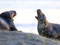 Halichoerus grypus 154, Grijze zeehond, Saxifraga-Bart Vastenhouw