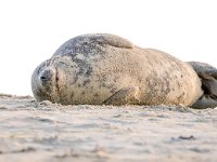 Halichoerus grypus 155, Grijze zeehond, Saxifraga-Bart Vastenhouw