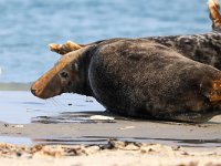 Halichoerus grypus 158, Grijze zeehond, Saxifraga-Bart Vastenhouw