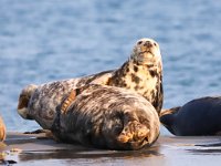 Halichoerus grypus 159, Grijze zeehond, Saxifraga-Bart Vastenhouw